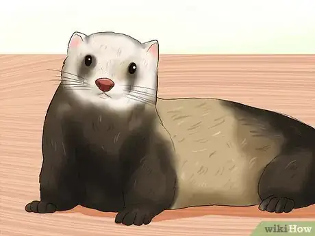 Image titled Breed a Pet Ferret Step 1