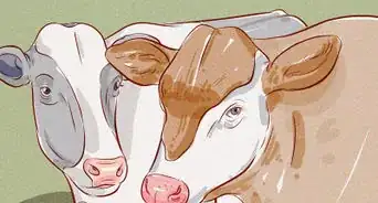 Treat and Prevent Bloat in Cattle