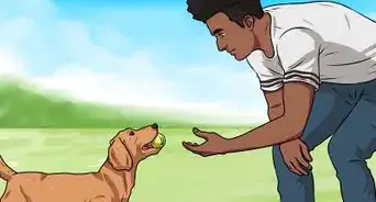 Teach a Dog to Fetch