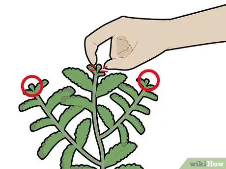 Image titled Harvest Stevia Step 1