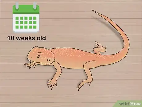 Image titled Buy a Bearded Dragon Step 1