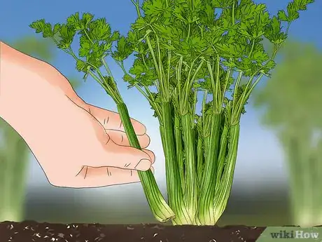 Image titled Harvest Celery Step 6