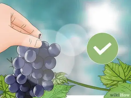 Image titled Harvest Grapes Step 8