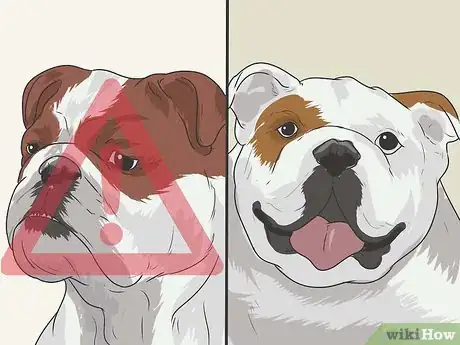 Image titled Breed English Bulldogs Step 3