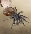 Identify a Trapdoor Spider