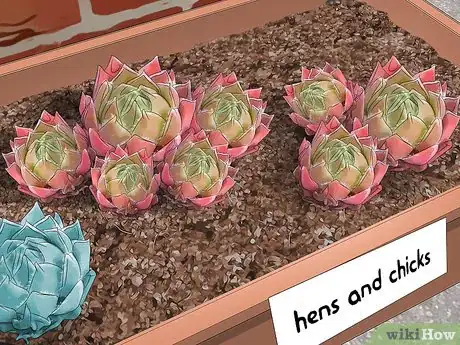 Image titled Plant Hens and Chicks Step 1