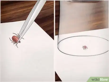 Image titled Kill Ticks Without Burning Them Step 12