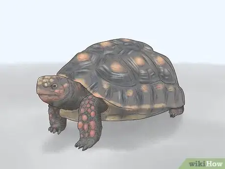 Image titled Identify Turtles Step 11