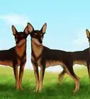 Identify a Miniature Pinscher