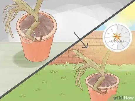 Image titled Why Does Your Aloe Plant Not Stand Up Step 5