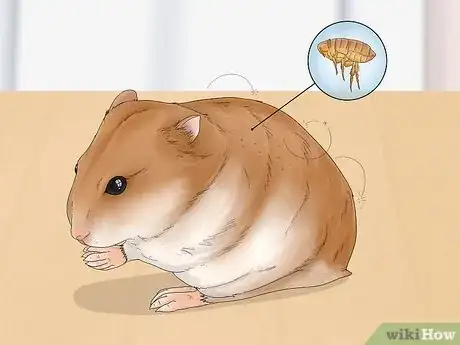 Image titled Perform a Check Up on Your Hamster Step 10