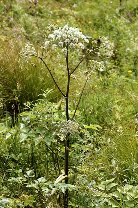 Image titled Angelica sylvestris L.