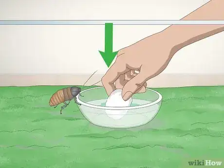 Image titled Care for a Madagascar Hissing Cockroach Step 6