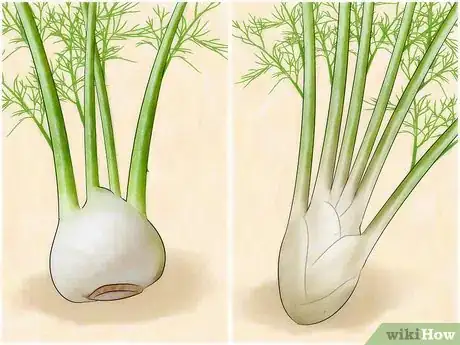 Image titled Grow Fennel Step 1