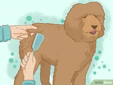 Image titled Brush a Poodle Step 4