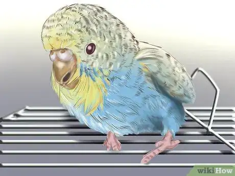 Image titled Choose a Good Budgie Step 7