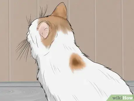 Image titled Identify a Turkish Van Step 4