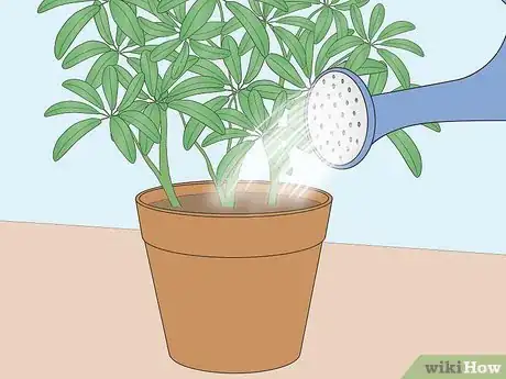 Image titled Care for a Dwarf Umbrella Plant Step 4