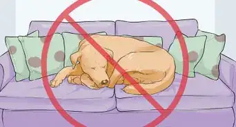 Handle Sleep Aggression in Senior Dogs