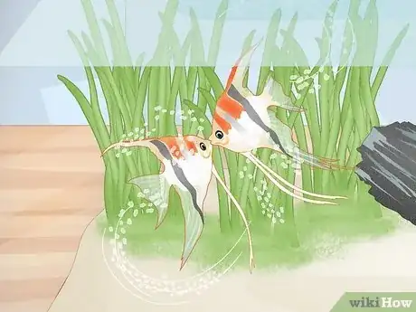 Image titled Stop Angelfish Bullying Step 12