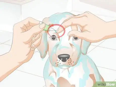 Image titled Dye Your Dog's Hair with Kool Aid Step 7