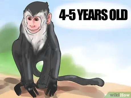 Image titled Keep Capuchin Monkeys As Pets Step 4