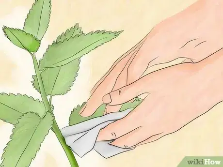 Image titled Get Rid of Aphids Step 5