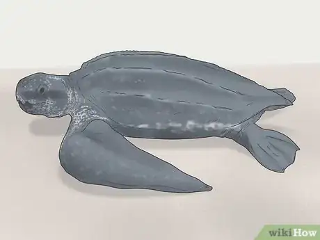 Image titled Identify Turtles Step 13