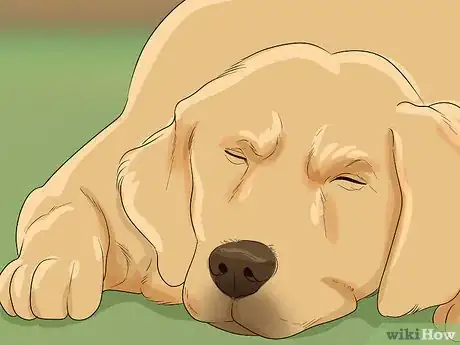 Image titled Help Your Dog Recover from Surgery Step 8