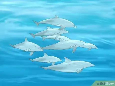 Image titled How Do Dolphins Sleep Step 3