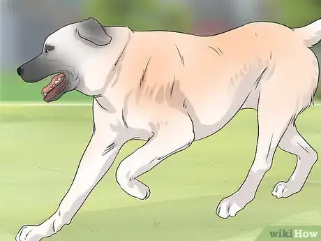 Image titled Identify a Kangal Dog Step 9