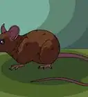 Draw a Mouse