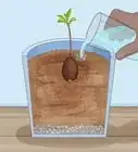 Grow Avocados as Houseplants