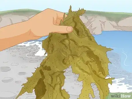 Image titled Make Seaweed Tea Liquid Fertiliser Step 1