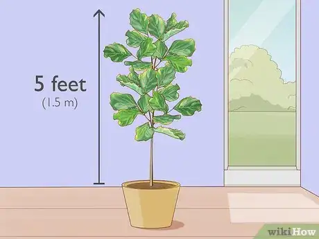 Image titled Prune Fiddle Leaf Fig Step 4