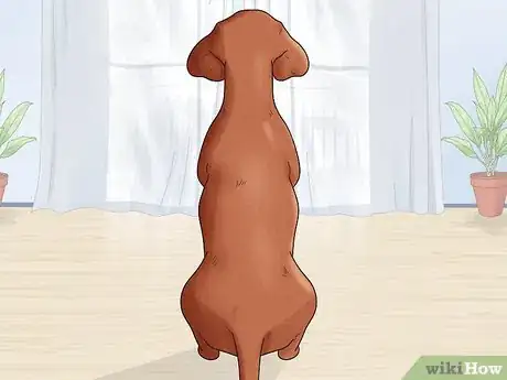 Image titled Identify a Redbone Coonhound Step 11