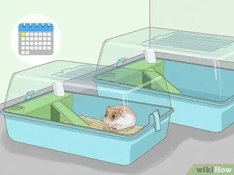 Image titled Breed Hamsters Step 5