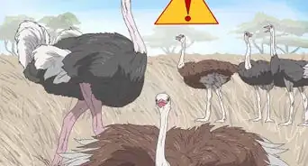 Survive an Encounter with an Ostrich