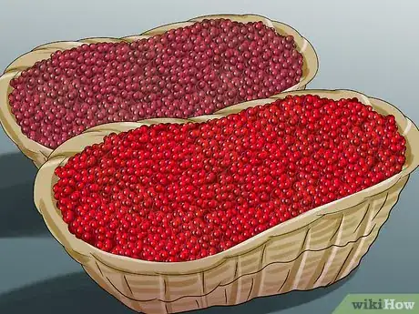 Image titled Harvest Cranberries Step 9