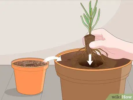 Image titled Grow Lavender from Cuttings Step 15