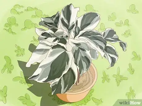 Image titled Keep Variegation in Plants Step 2