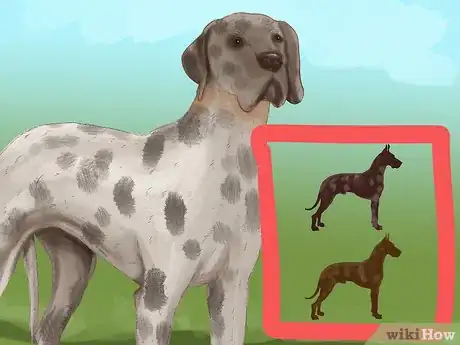 Image titled Identify a Great Dane Step 4