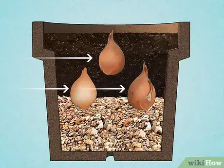 Image titled Grow Tulips in Pots Step 5