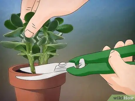 Image titled Grow a Jade Plant Step 1