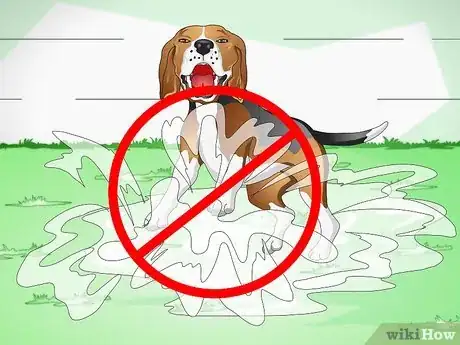 Image titled Heal Ear Infections in Dogs Step 8