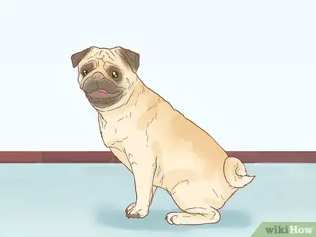 Image titled Identify a Pug Step 6