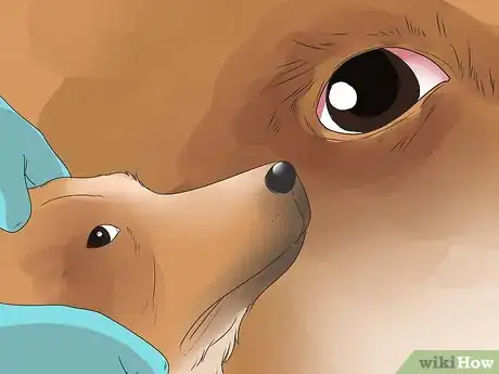 Image titled Diagnose Collie Eye in Shelties Step 11