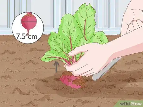 Image titled Grow Beetroot Step 10