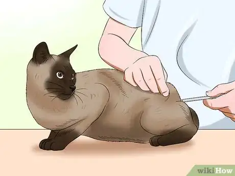 Image titled Care for Burmese Cats Step 2