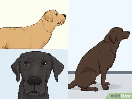 Image titled Identify a Labrador Retriever Step 8